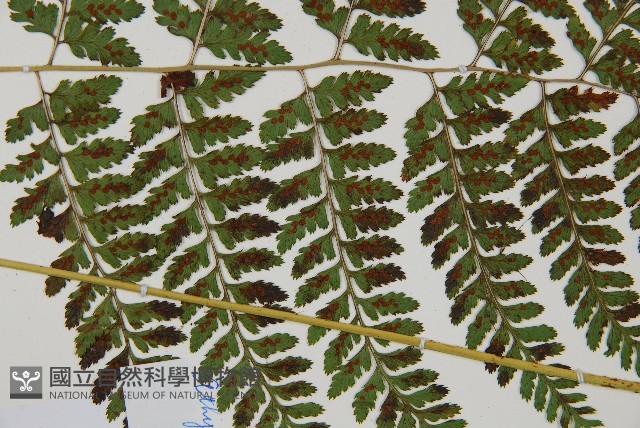 登錄號:P010773藏品圖，第4張