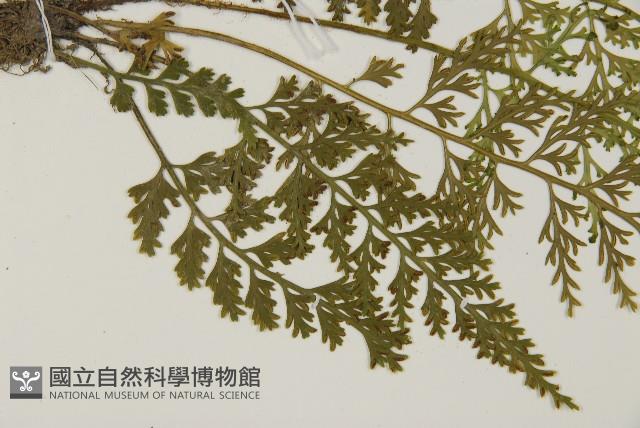 骨碎補鐵角蕨藏品圖，第4張