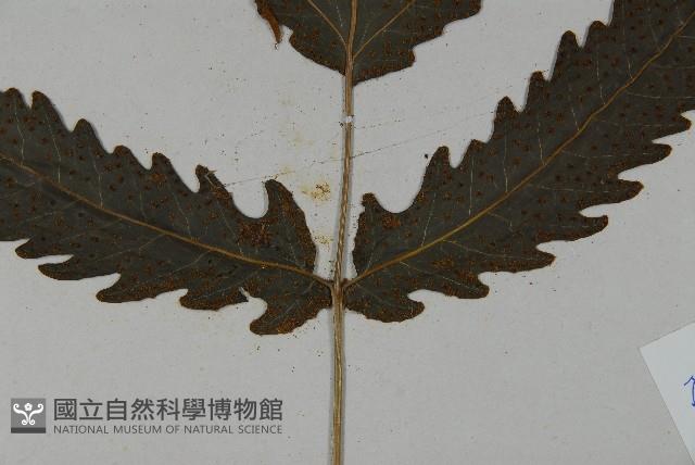 三叉蕨藏品圖，第4張