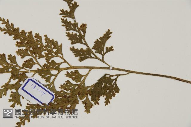 骨碎補鐵角蕨藏品圖，第4張