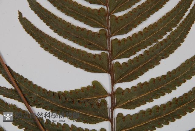 邊緣鱗蓋蕨藏品圖，第4張