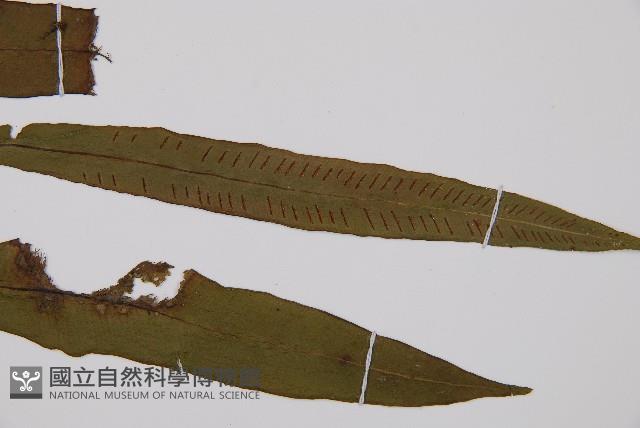 單葉雙蓋蕨藏品圖，第4張