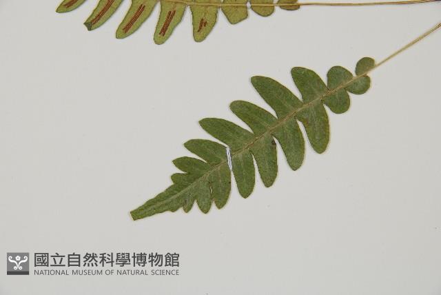 雉尾烏毛蕨藏品圖，第4張