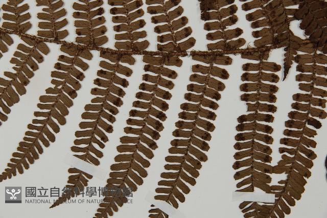 頂囊肋毛蕨藏品圖，第4張