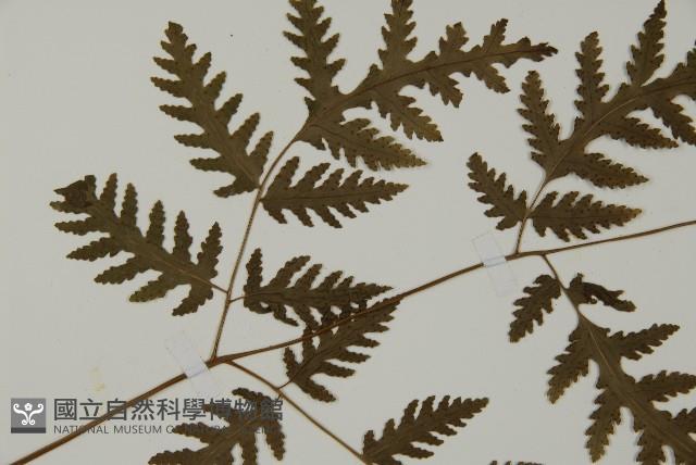 薄葉三叉蕨藏品圖，第4張