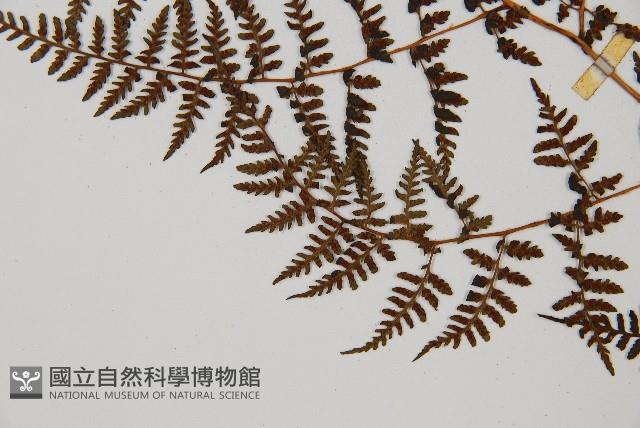 亞德氏蹄蓋蕨、假冷蕨藏品圖，第4張