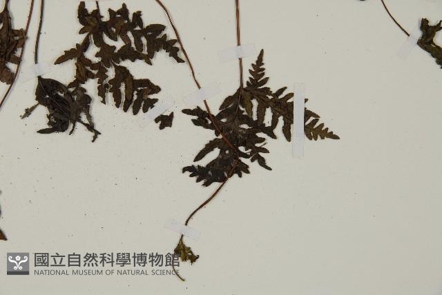 陜西粉背蕨藏品圖，第4張