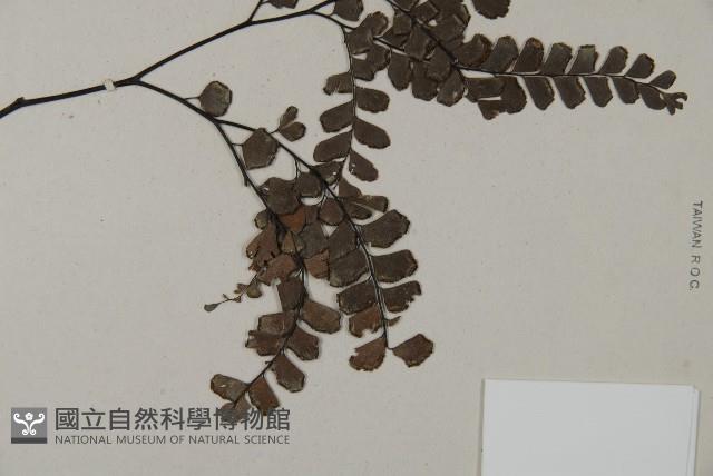 扇葉鐵線蕨藏品圖，第3張