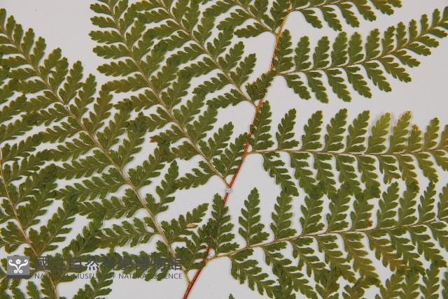 碗蕨藏品圖，第4張