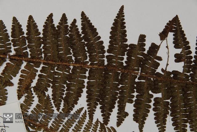 膜邊肋毛蕨藏品圖，第4張