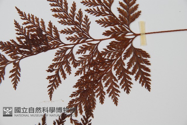 海州骨碎補藏品圖，第4張