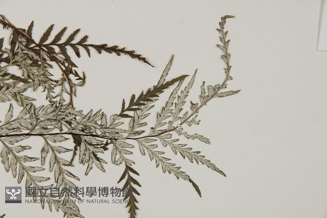 粉葉蕨藏品圖，第4張