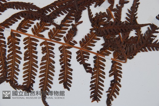 金狗毛蕨藏品圖，第3張