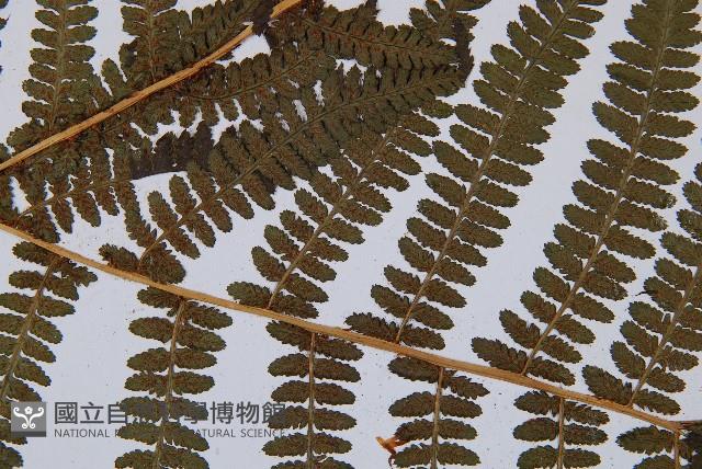 華中蛾眉蕨藏品圖，第4張