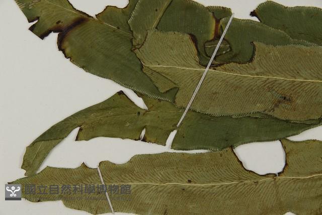 日本鳳丫蕨藏品圖，第4張