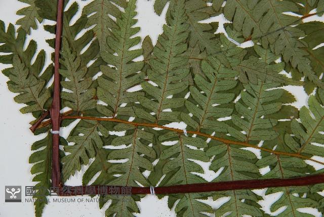 蘭嶼筆筒樹、蘭嶼桫欏藏品圖，第4張