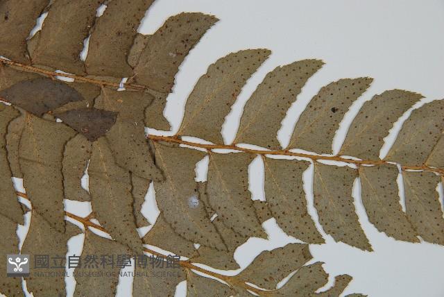 鐮羽貫眾藏品圖，第4張