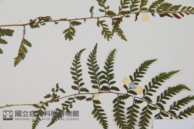 蓬萊蹄蓋蕨藏品圖，第4張