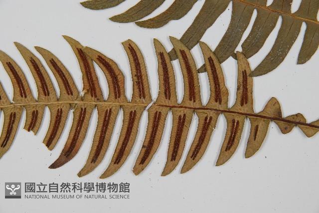 雉尾烏毛蕨藏品圖，第4張