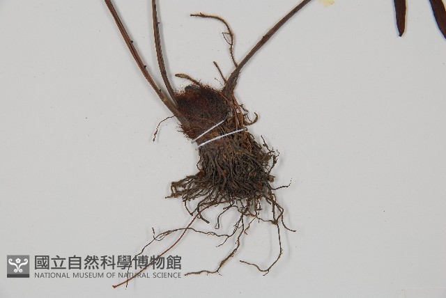 烏毛蕨藏品圖，第3張