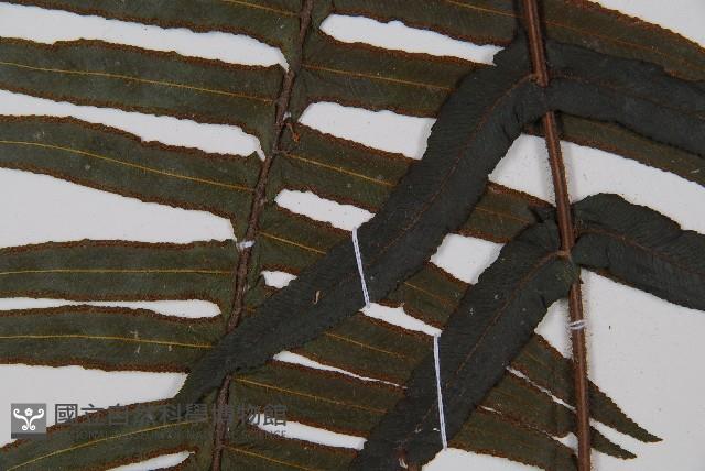虎克氏鱗蓋蕨藏品圖，第4張