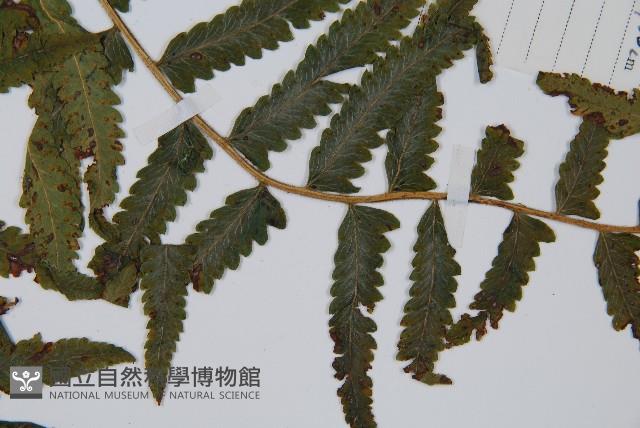 邊緣鱗蓋蕨藏品圖，第4張