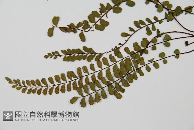 三翅鐵角蕨藏品圖，第4張