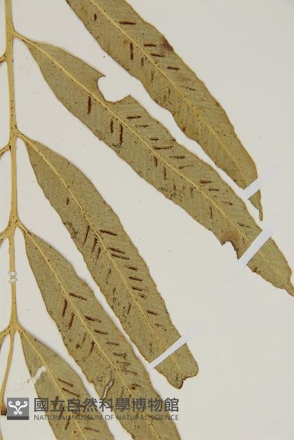 南海鐵角蕨藏品圖，第4張