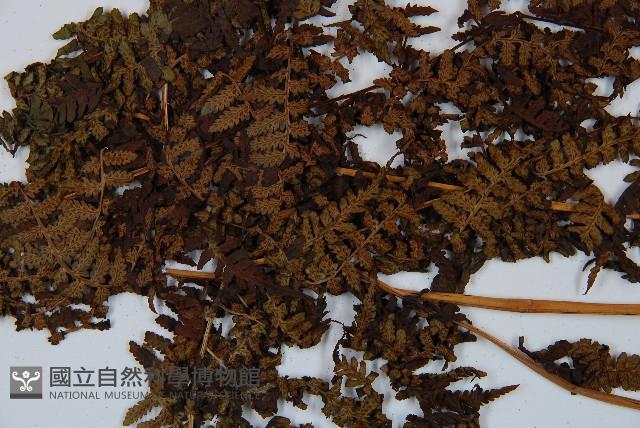 對生蹄蓋蕨藏品圖，第4張