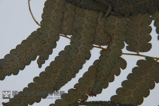 烏來雙蓋蕨藏品圖，第4張