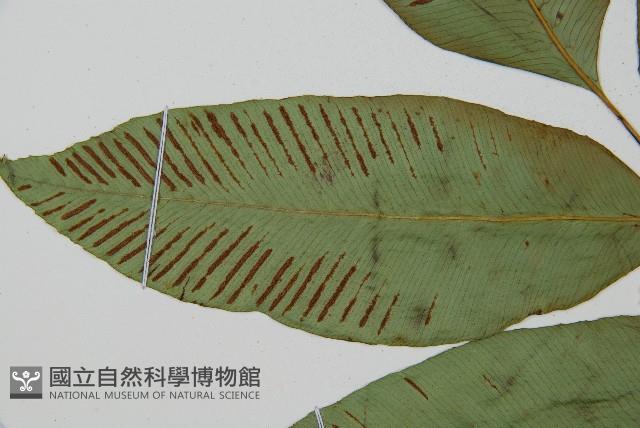 細柄雙蓋蕨藏品圖，第4張