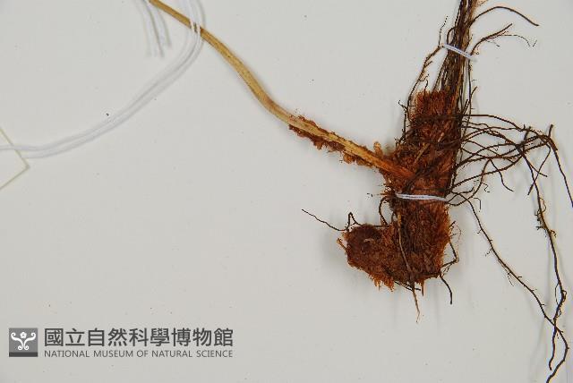 斜方複葉耳蕨藏品圖，第3張