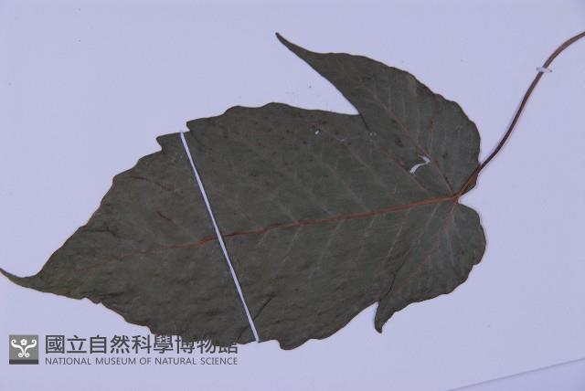 南投三叉蕨藏品圖，第4張