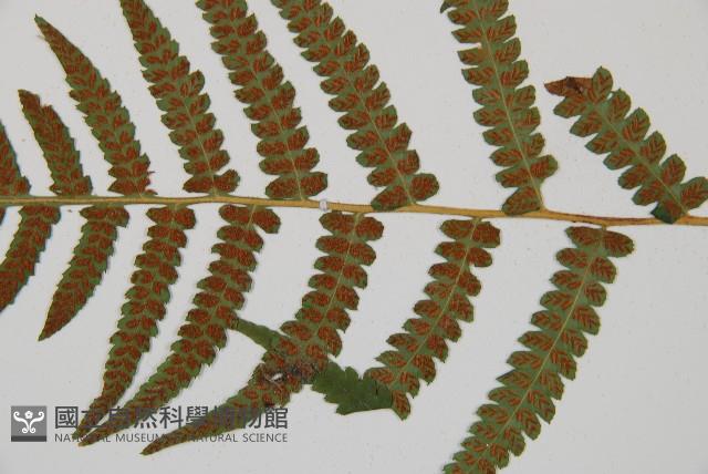 東洋蹄蓋蕨藏品圖，第4張