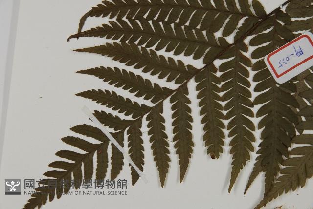 肋毛蕨藏品圖，第4張