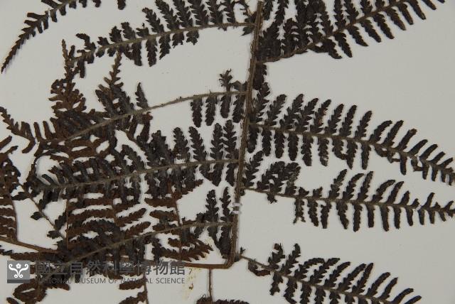 川上氏肋毛蕨藏品圖，第4張