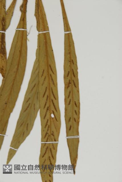 劍葉鐵角蕨、箭葉鐵角蕨藏品圖，第4張