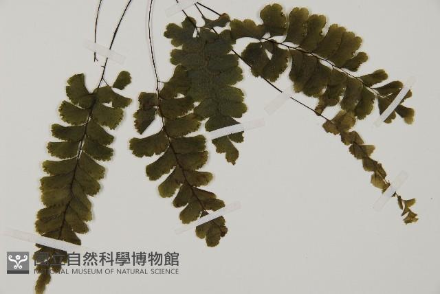 長尾鐵線蕨藏品圖，第4張