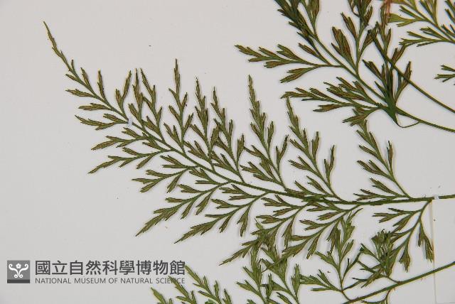 威氏鐵角蕨藏品圖，第4張