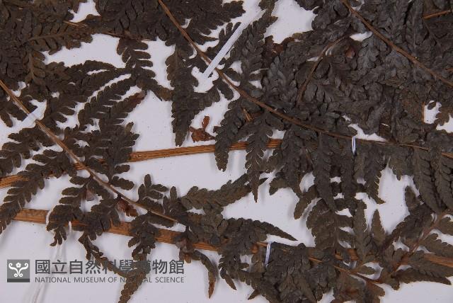 變葉三叉蕨藏品圖，第4張