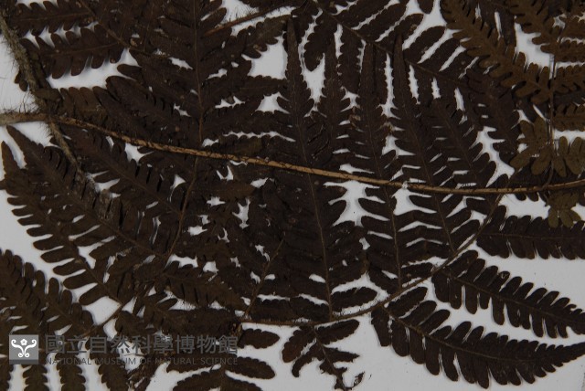愛德氏肋毛蕨藏品圖，第4張