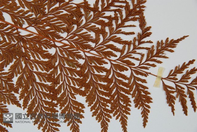 海州骨碎補藏品圖，第4張