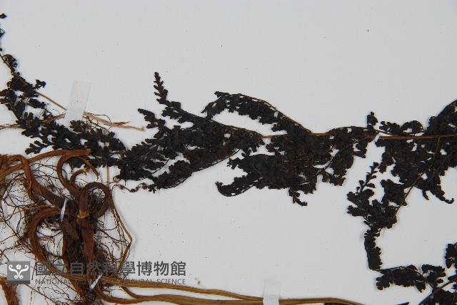 魚鱗蕨藏品圖，第4張