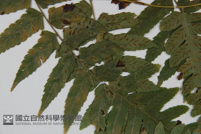 刺柄雙蓋蕨藏品圖，第4張