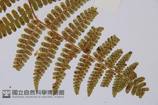 尖齒鱗毛蕨藏品圖，第4張