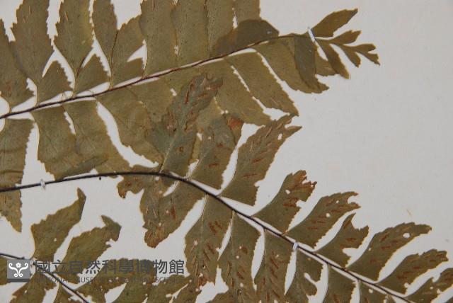 單邊鐵角蕨藏品圖，第4張