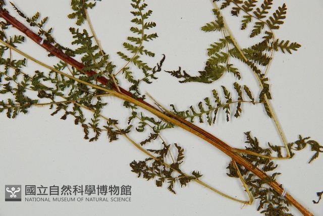 毛冷蕨藏品圖，第4張