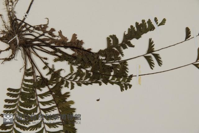 鞭葉鐵線蕨藏品圖，第4張