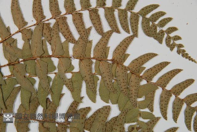 鐮羽貫眾藏品圖，第4張