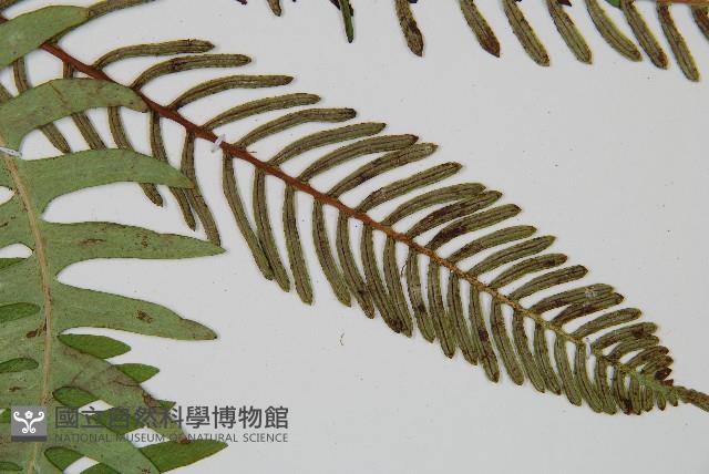 韓氏羅曼蕨藏品圖，第4張